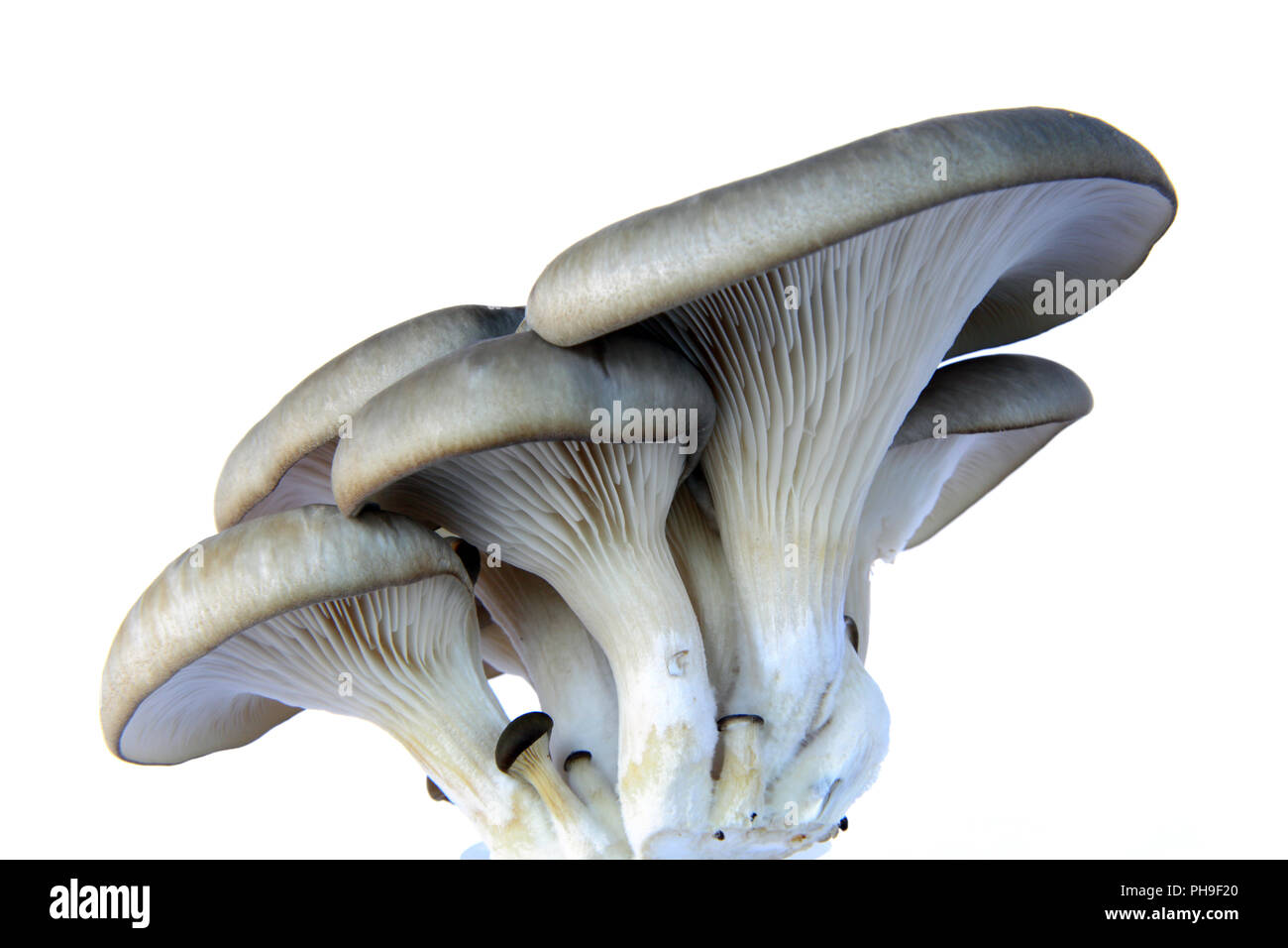 Oyster mushroom (Pleurotus ostreatus) Stock Photo