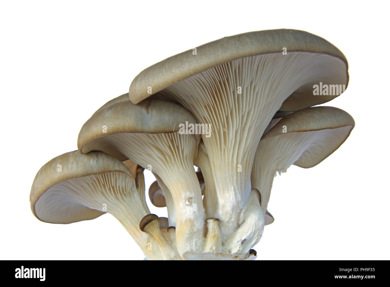 Oyster mushroom (Pleurotus ostreatus) Stock Photo
