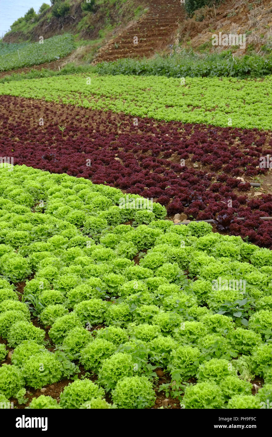 Vegetable cultivation near Faial, Madeira Stock Photo