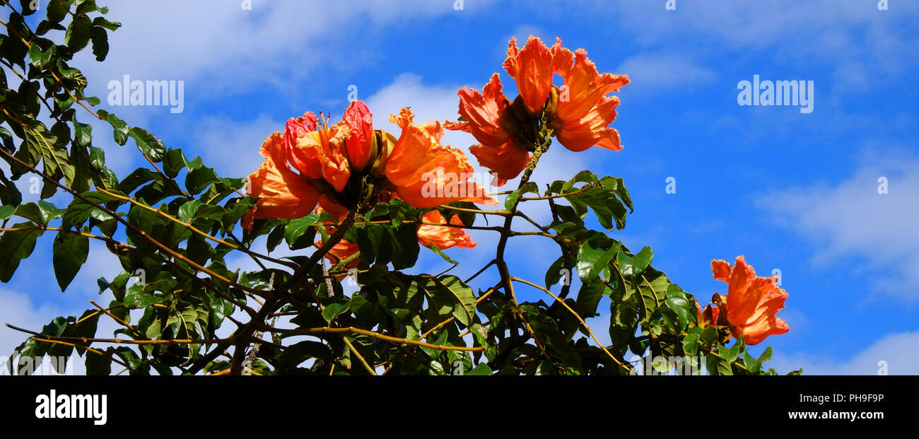 African tulip tree, Madeira Stock Photo