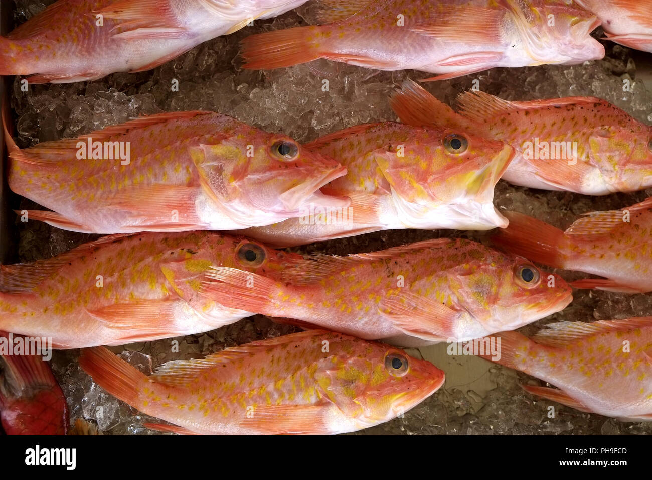 Fish caught fish hi-res stock photography and images - Alamy