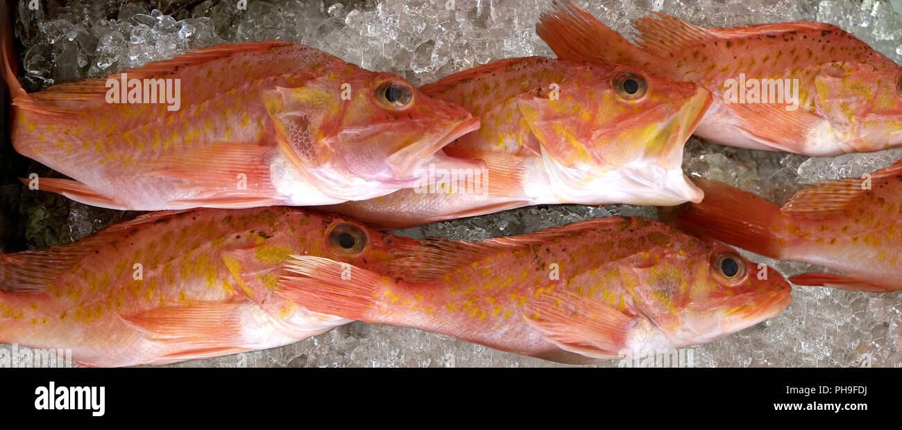 Freshly caught fish Stock Photo