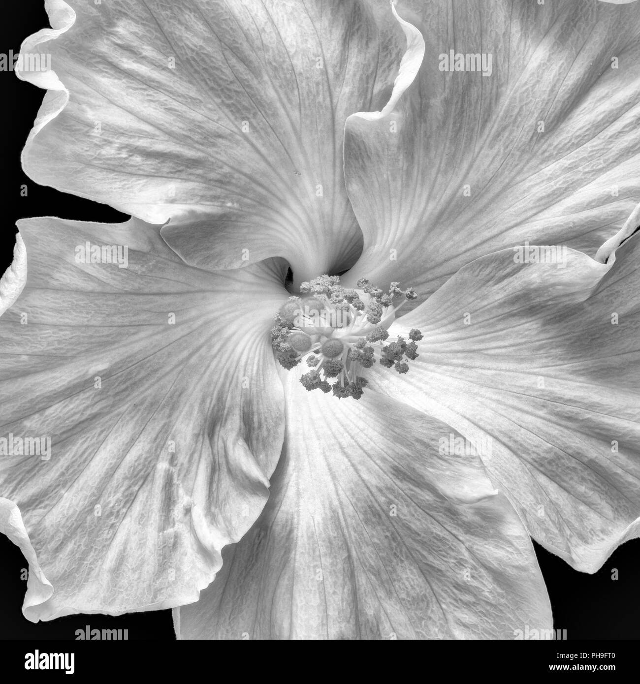 Fine art still life floral monochrome macro flower photography of a single isolated blooming white wide open hibiscus blossom on black background Stock Photo