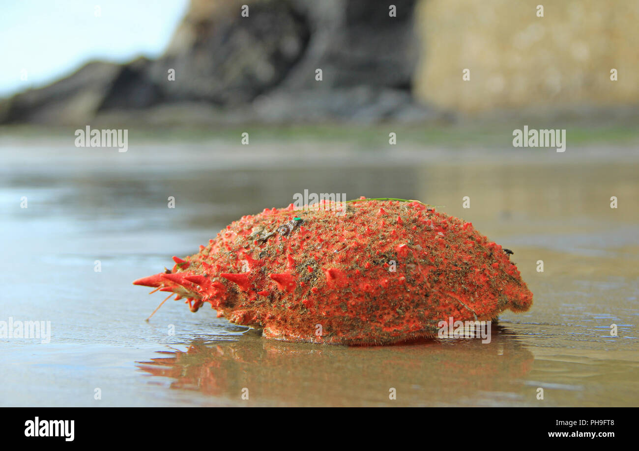 Spinous spider crab (Maja squinado) Stock Photo