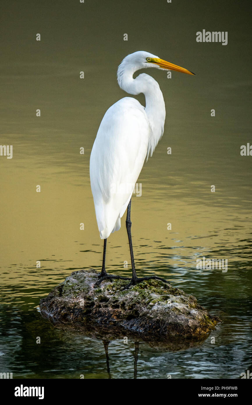 Playa Bavaro, Dominican Republic, 30 August 2018. A great egret (Ardea alba), also known as the common egret, large egret or great white egret or grea Stock Photo