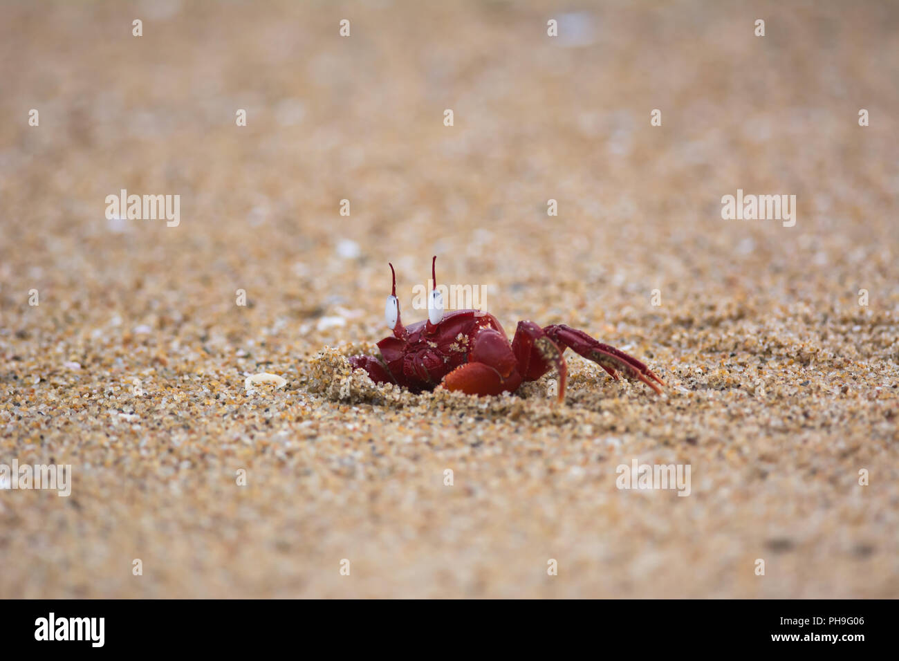 Red crab in chennai beach Stock Photo