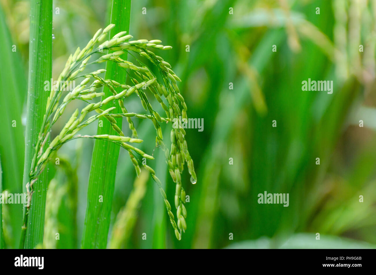 Not Ripen Green Rice Nearly isolated farm hi-res stock photography and images - Alamy