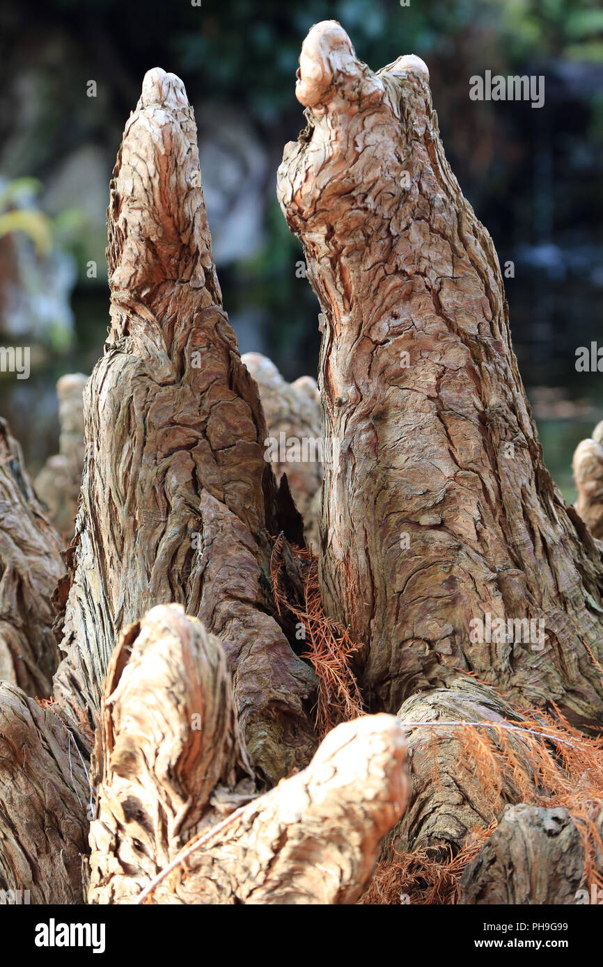 Cypress knees of a bald cypress, Taxodium distichum Stock Photo