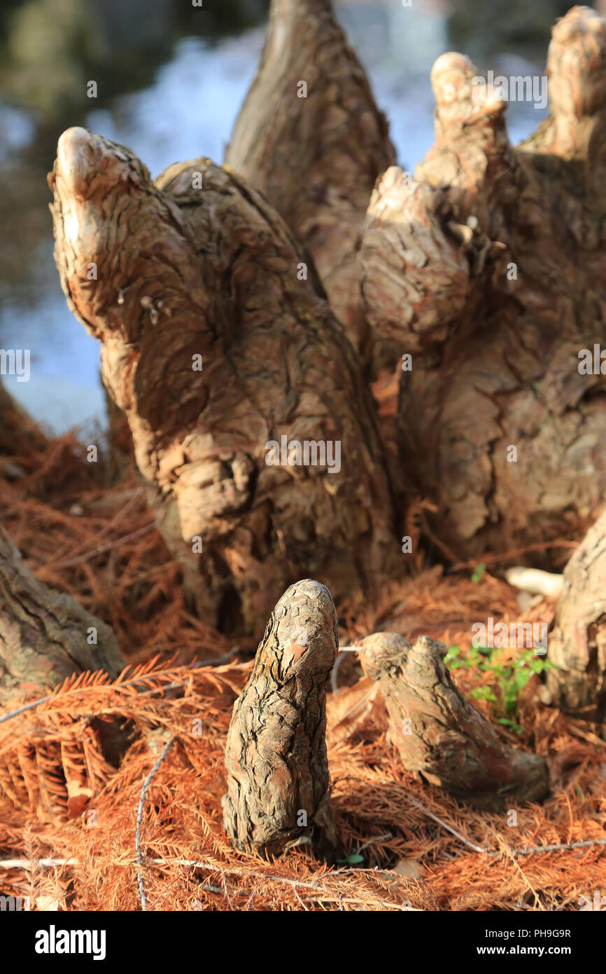 Cypress knees of a bald cypress, Taxodium distichum Stock Photo Alamy