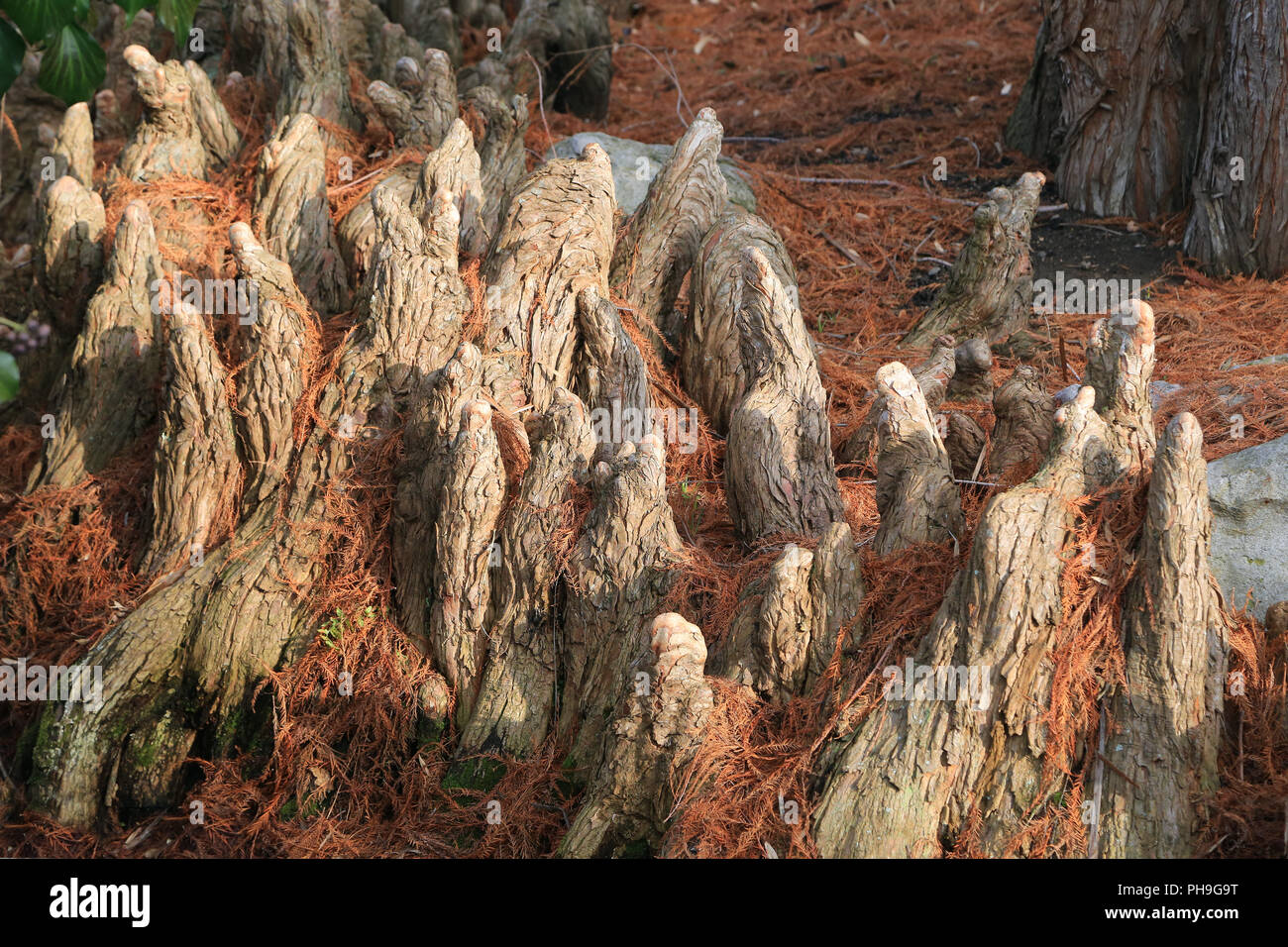 Cypress knees of a bald cypress, Taxodium distichum Stock Photo