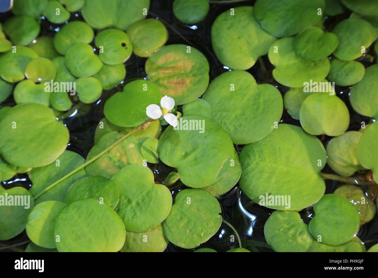Frog bit plant, limnobium Stock Photo