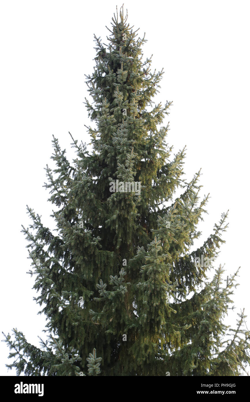 Sitka spruce, picea sitchensis Stock Photo