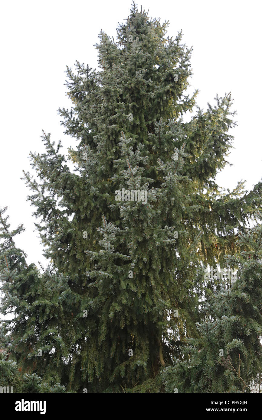 Sitka spruce, picea sitchensis Stock Photo