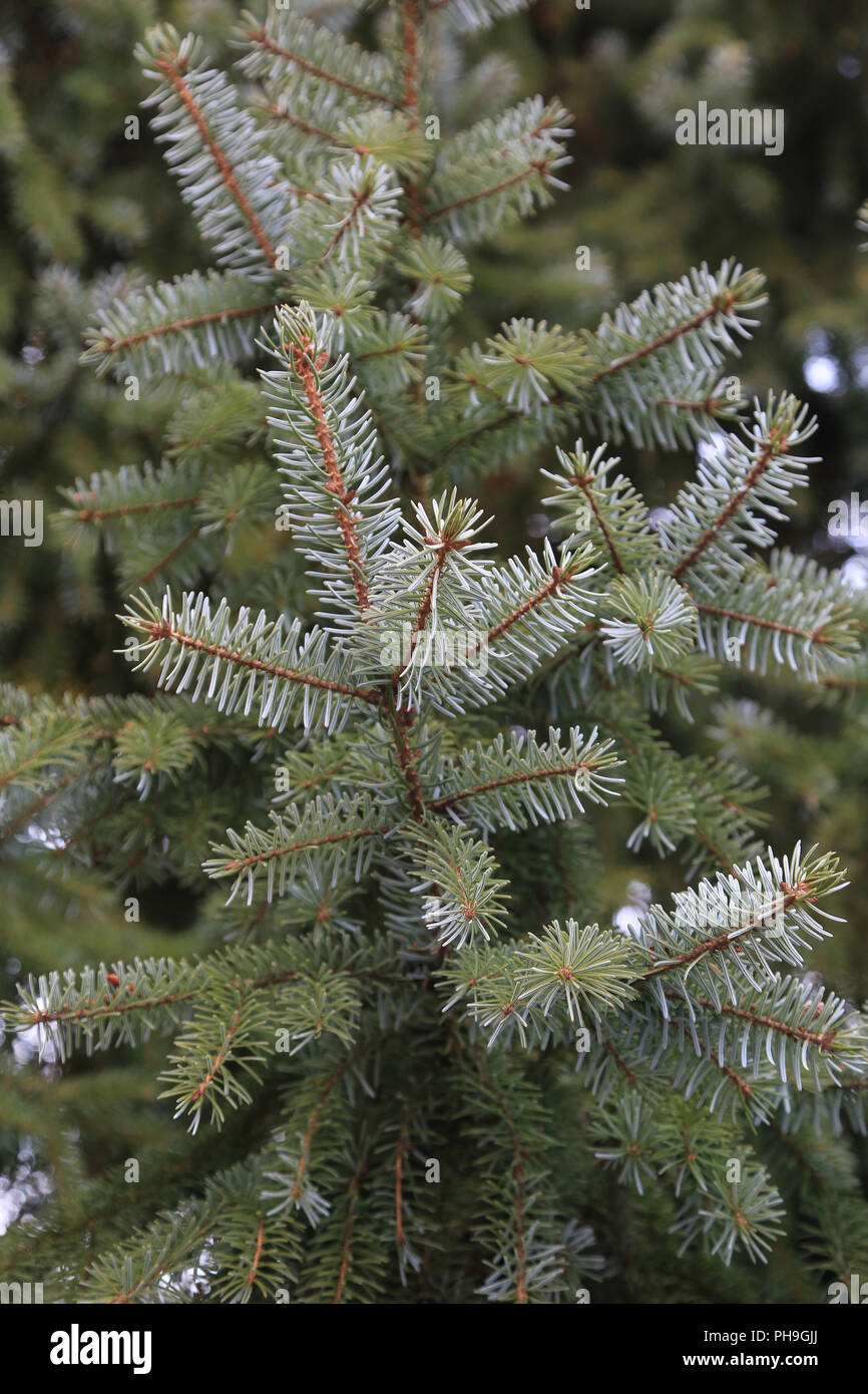Branches of a sitka spruce, picea sitchensis Stock Photo