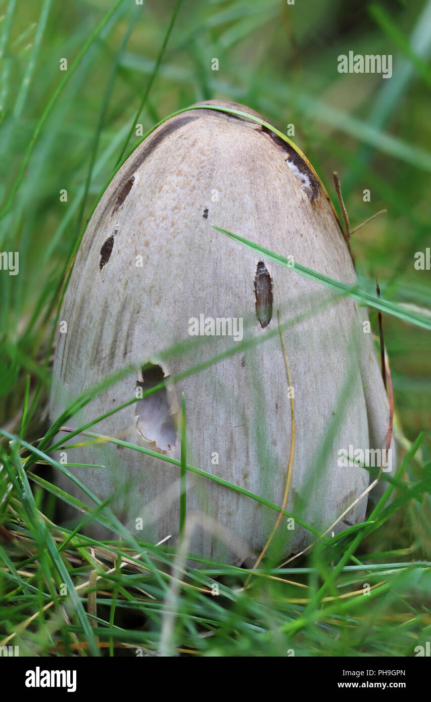 Mushroom in the grass, nature, close-up Stock Photo