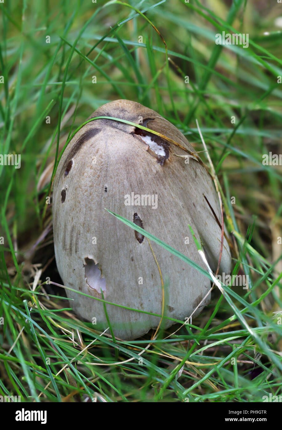 Mushroom in the grass, nature, close-up Stock Photo