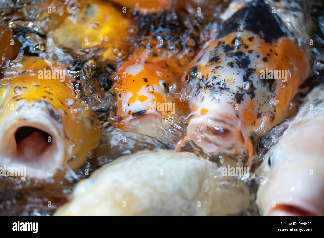 Oxygen For Fish High Resolution Stock Photography And Images Alamy