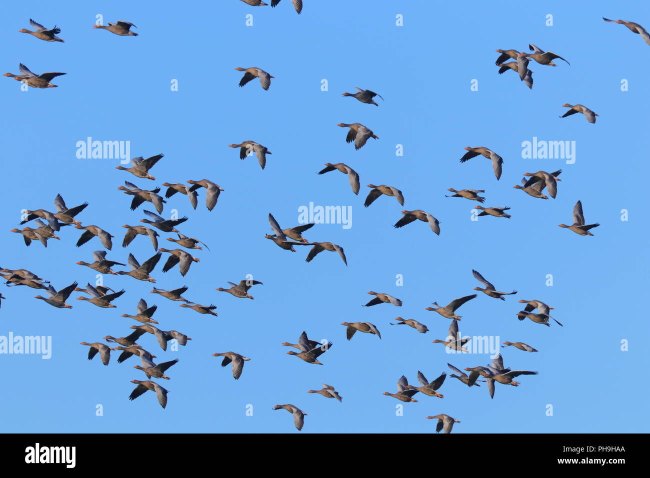 Gaggle of geese in flight over RSPB Fairburn Ings Stock Photo
