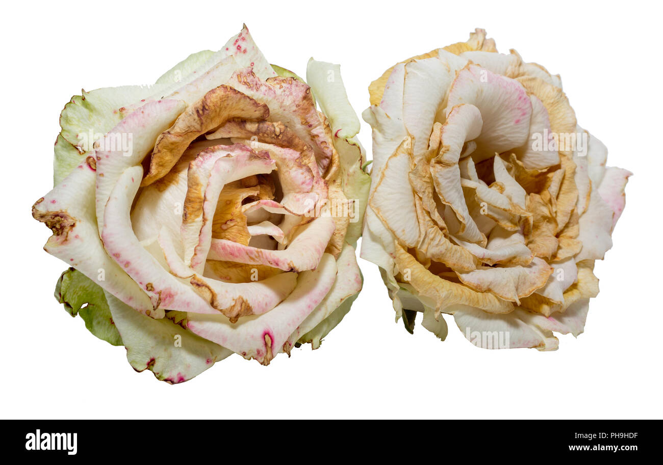 Withered white roses. Dried flowers, sadness, emotions. Bad love