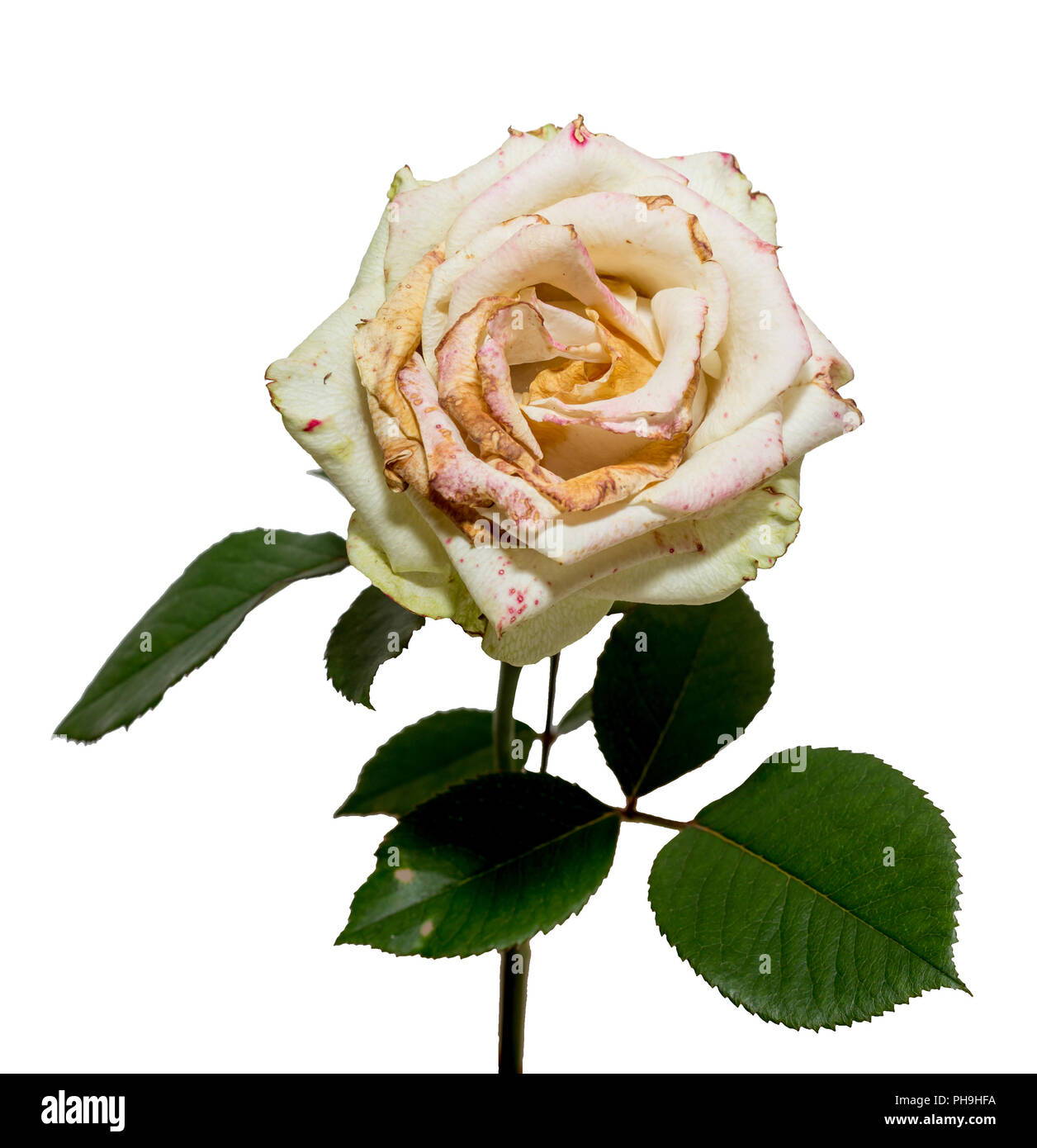 Withered white rose. Dried flowers, sadness, emotions. Bad love concept