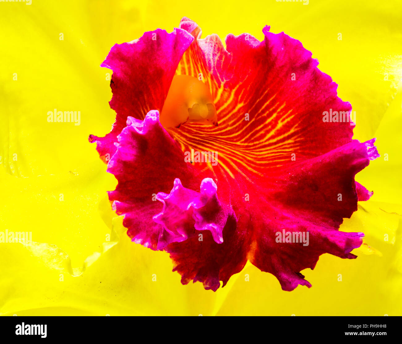 Closeup of Cattleya Orchid Stock Photo