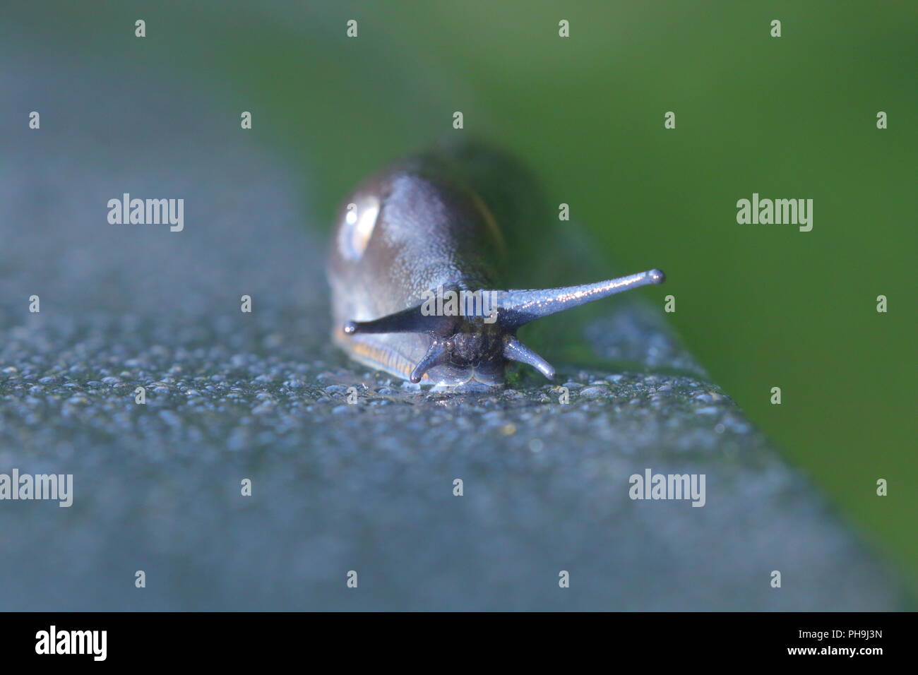 A large Slug slides along the top of a wooden fence at RSPB Fairburn