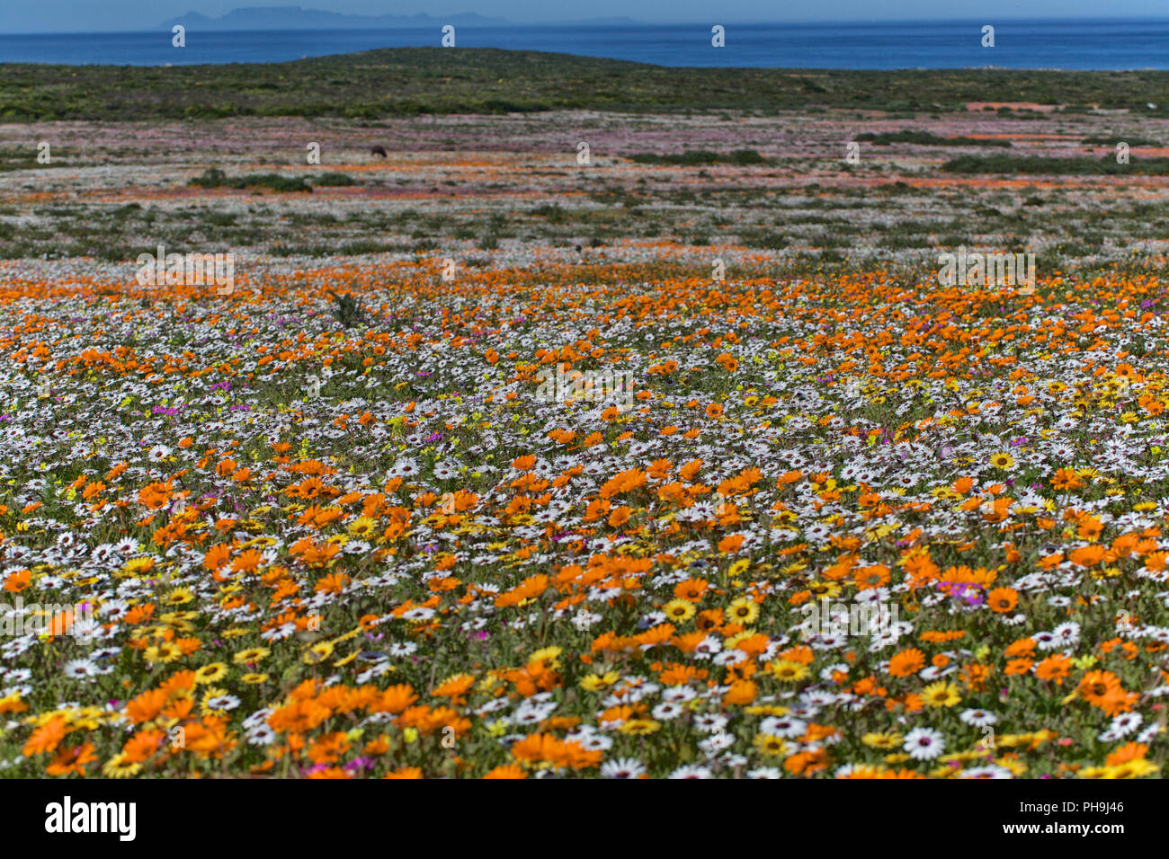 flowers at namaqua national park Stock Photo
