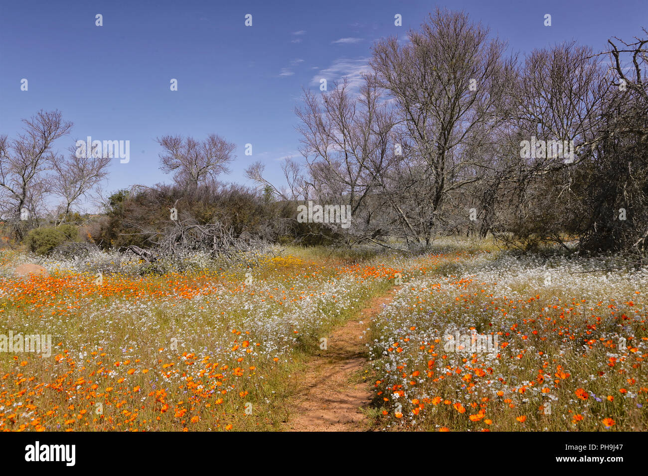 flowers at namaqua national park Stock Photo - Alamy