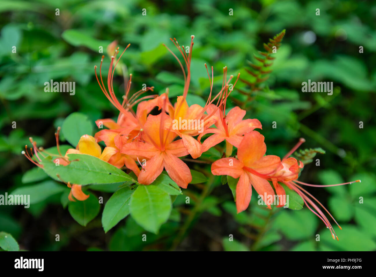 Orange Flame Azalea Bloom In Tennessee Mountains Stock Photo Alamy
