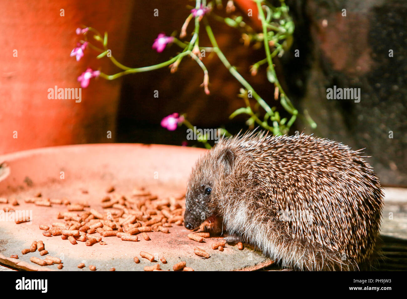 Native English hedgehog babies, or hoglets, eating in a suburban garden after dark Stock Photo