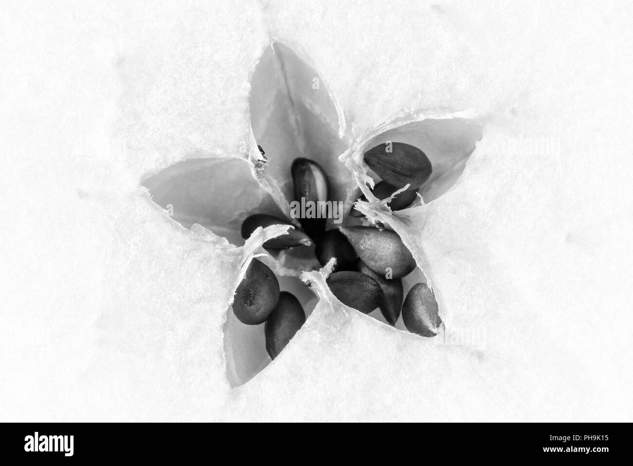 Macro of a cut apple, showing the seeds in a delicate five pointed star motive. Black and white photo Stock Photo