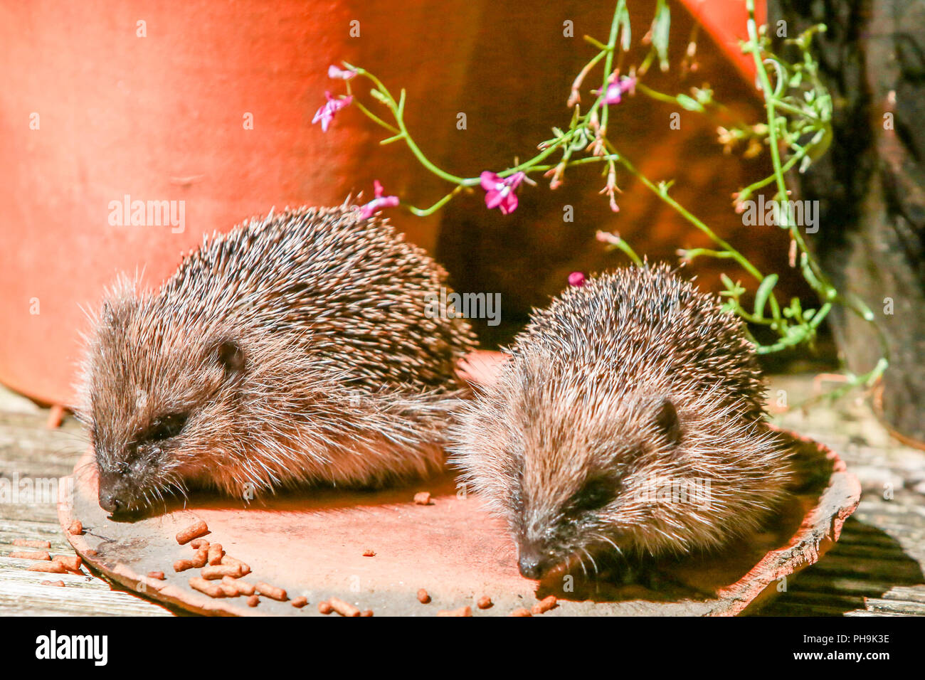 Native English hedgehog babies, or hoglets, eating in a suburban garden after dark Stock Photo