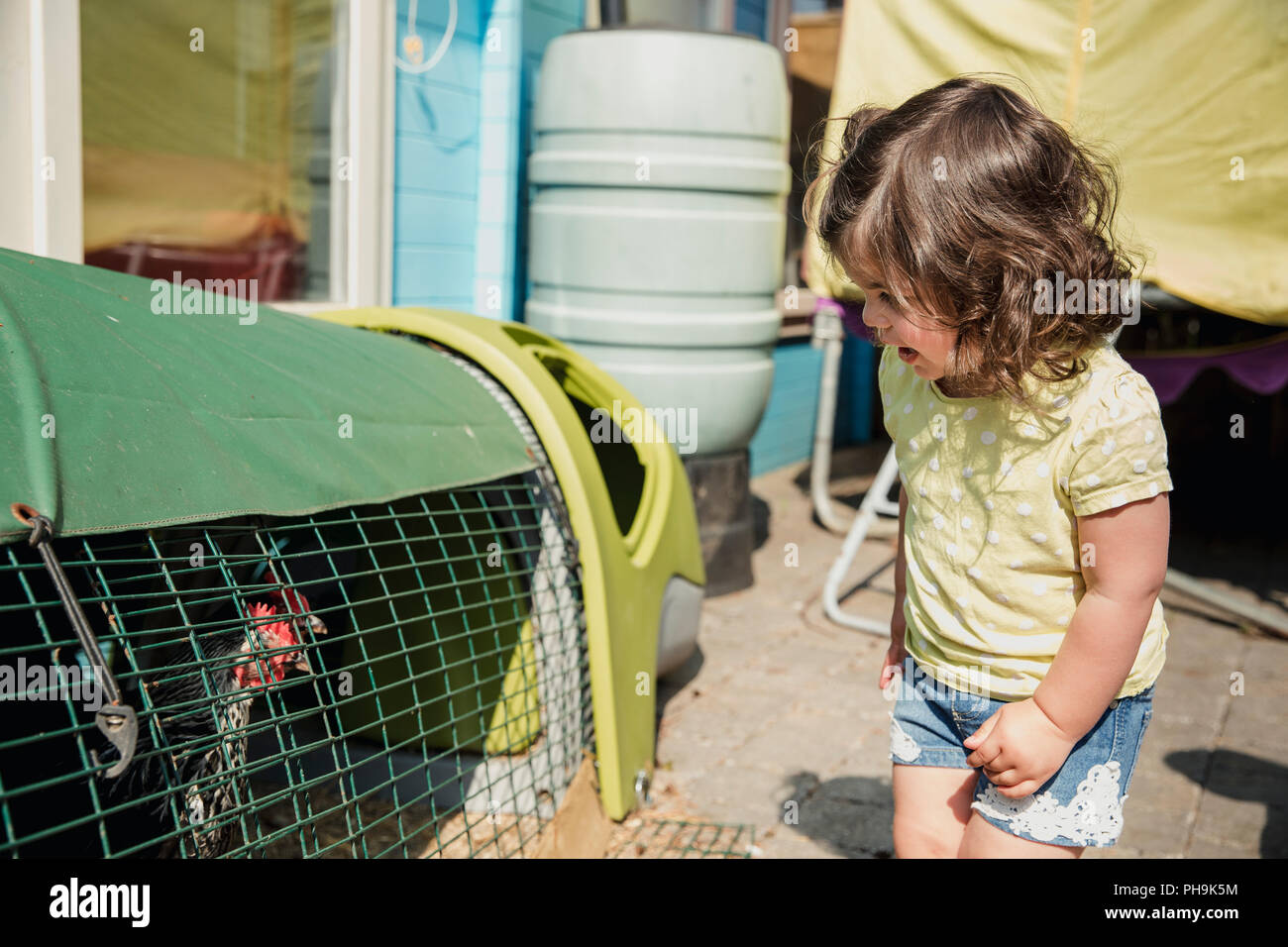 Little girl standing in the back garden and looking into the chicken coop with curisoty. She looks to see what is in and smiles at the chicken. Stock Photo