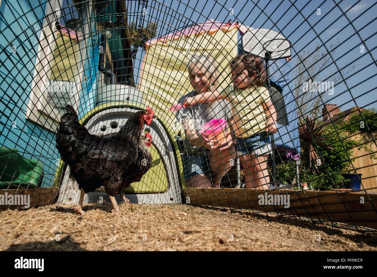 Low angle view of a little girl stood with her grandmother feeding the chickens. They are stood in the back garden at the chicken coop dropping chicke Stock Photo