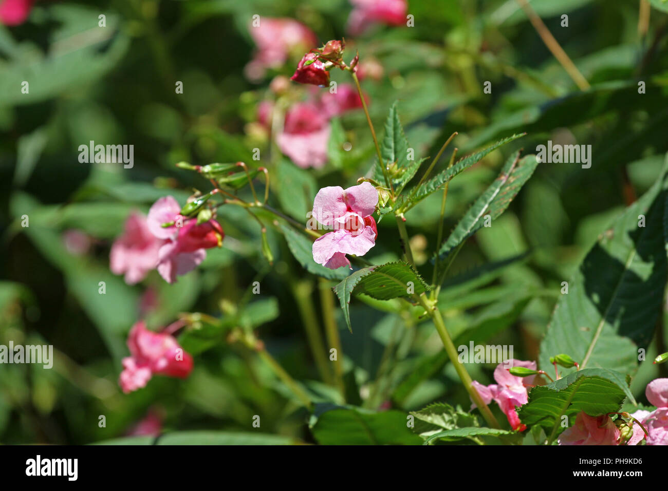 Impatiens glandulifera, Jewelweed, Himalayan balsam in the garden. Impatiens glandulifera flower bush outdoor in nature. Floral pattern. Flowers backg Stock Photo