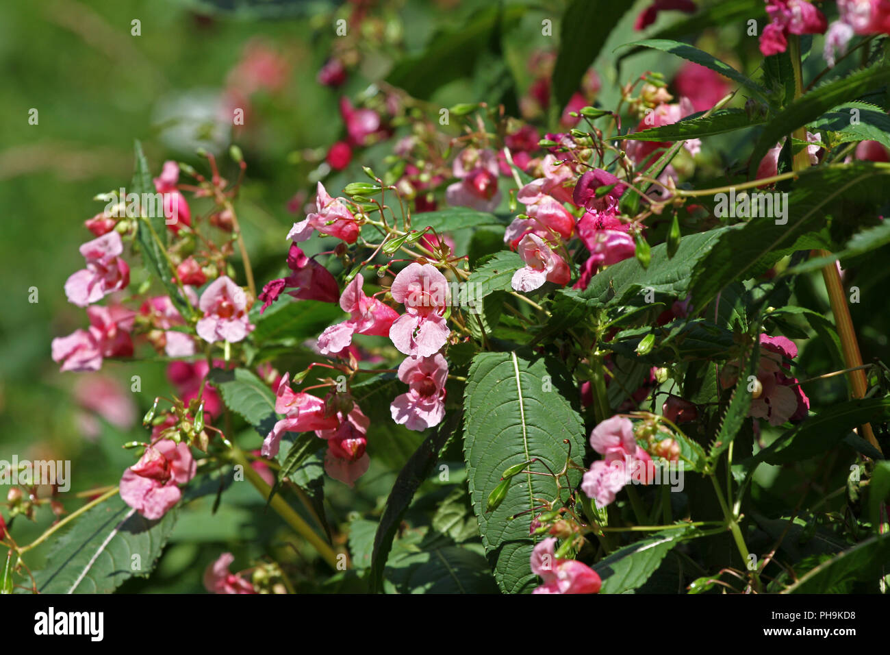 Impatiens Glandulifera Jewelweed Himalayan Balsam In The Garden