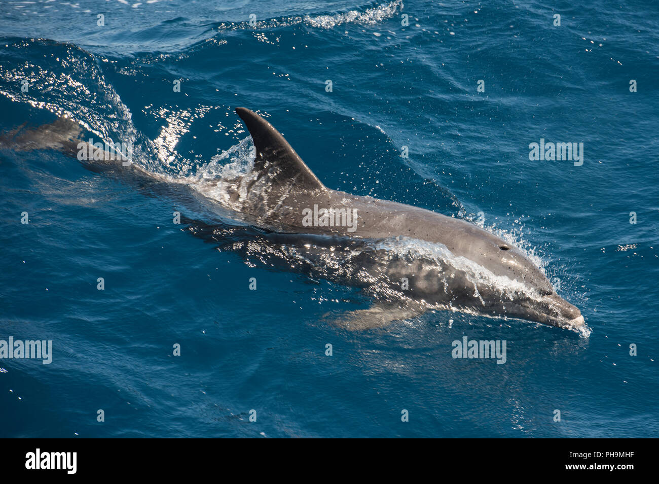 Bottlenose dolphin tursiops truncatus surfing waves swimming and breaching on surface of open sea ocean Stock Photo