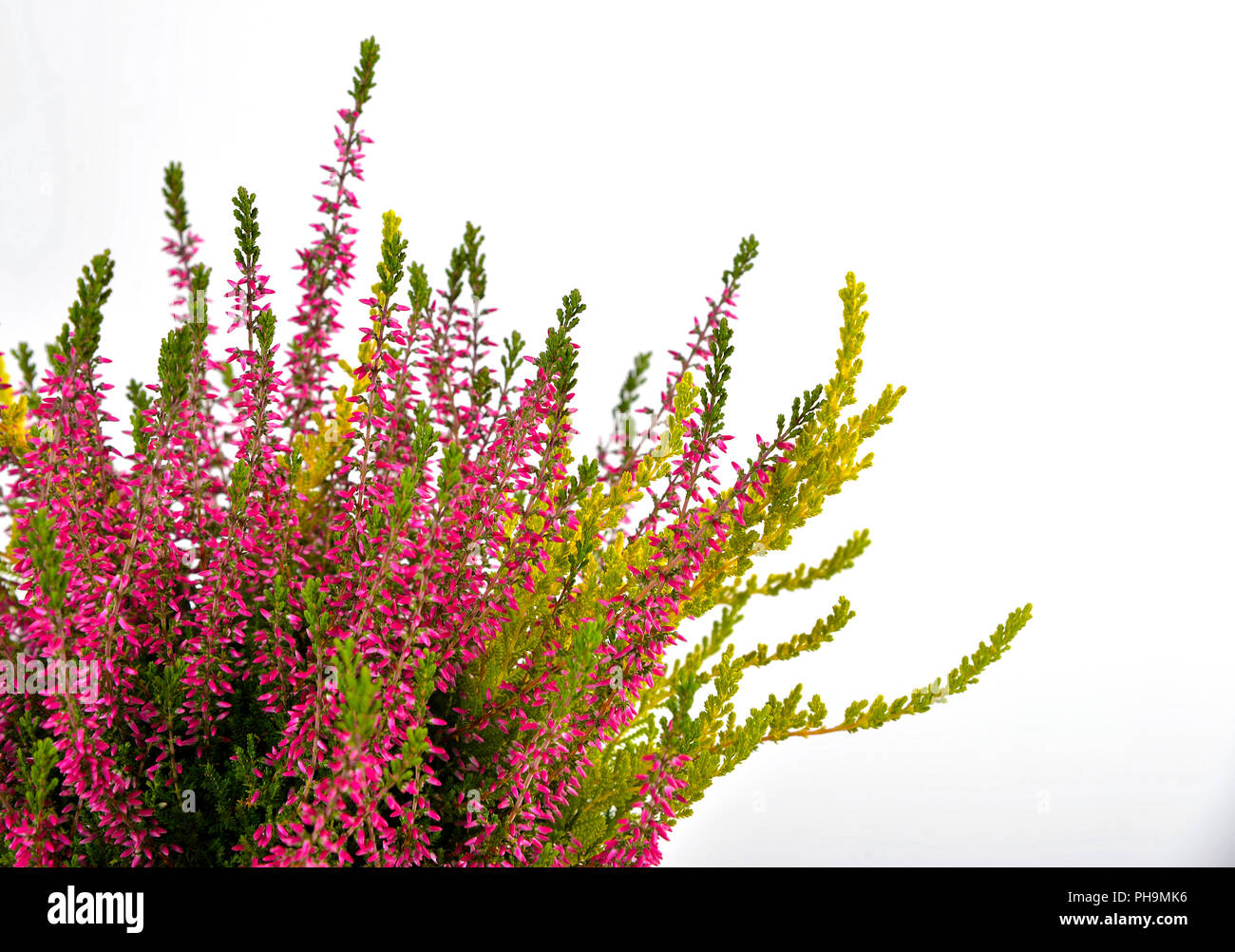 Erica purple heather in autumn as a release Stock Photo - Alamy