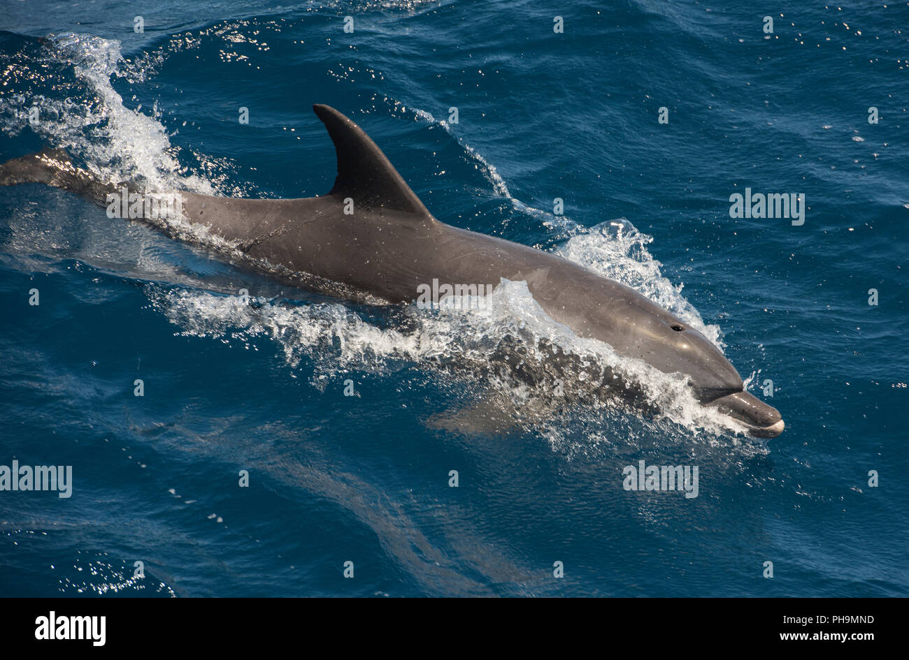 Bottlenose dolphin tursiops truncatus surfing waves swimming and breaching on surface of open sea ocean Stock Photo