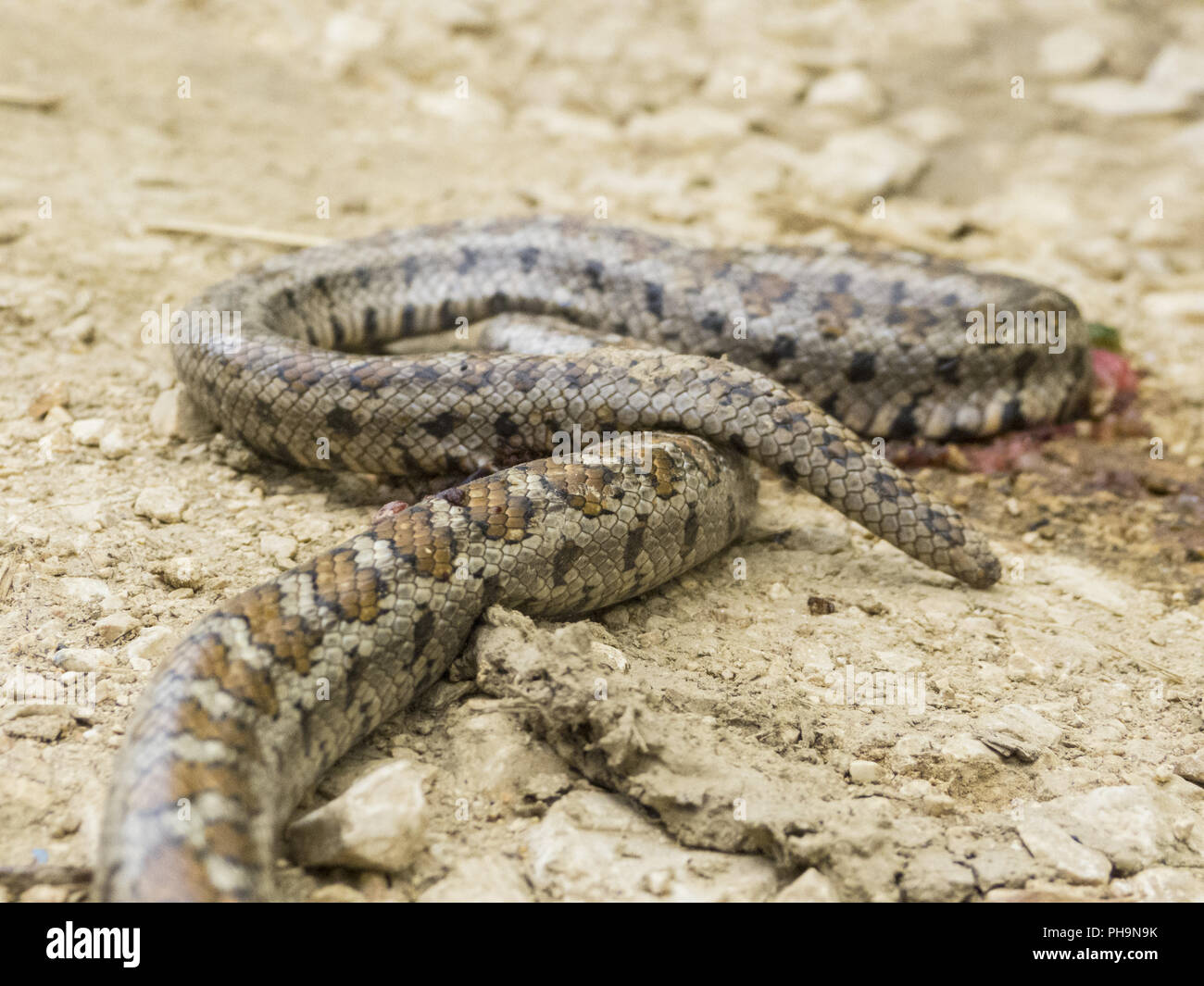 Leopard snake is lying in the sand Stock Photo