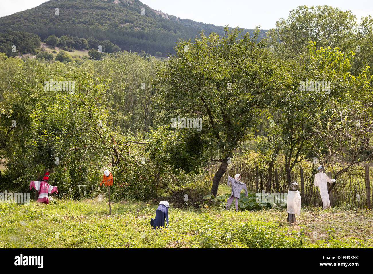 Scarecrows keeping the birds away at an agricultural garden with vegetables , Bulgaria Stock Photo