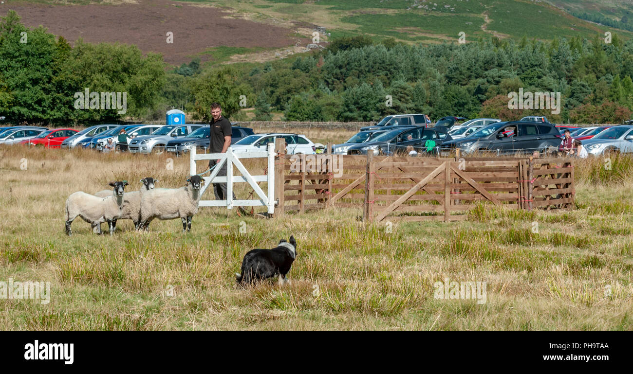 The World Famous Longshaw Sheep Dog Trials -  The Peak District, Derbyshire, UK Stock Photo