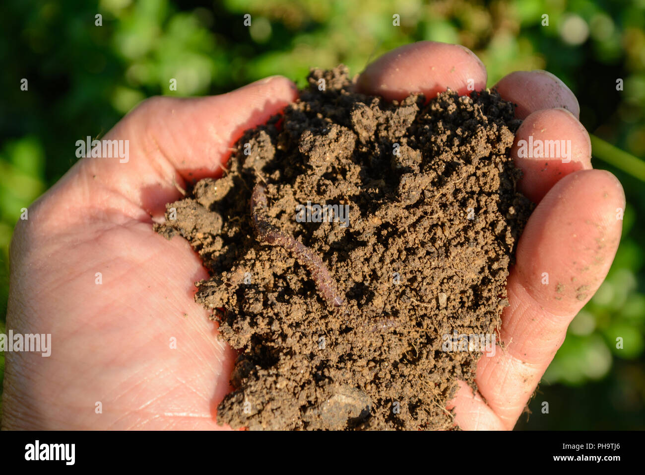 Hand holding worm in healthy earth in hand - close-up Stock Photo