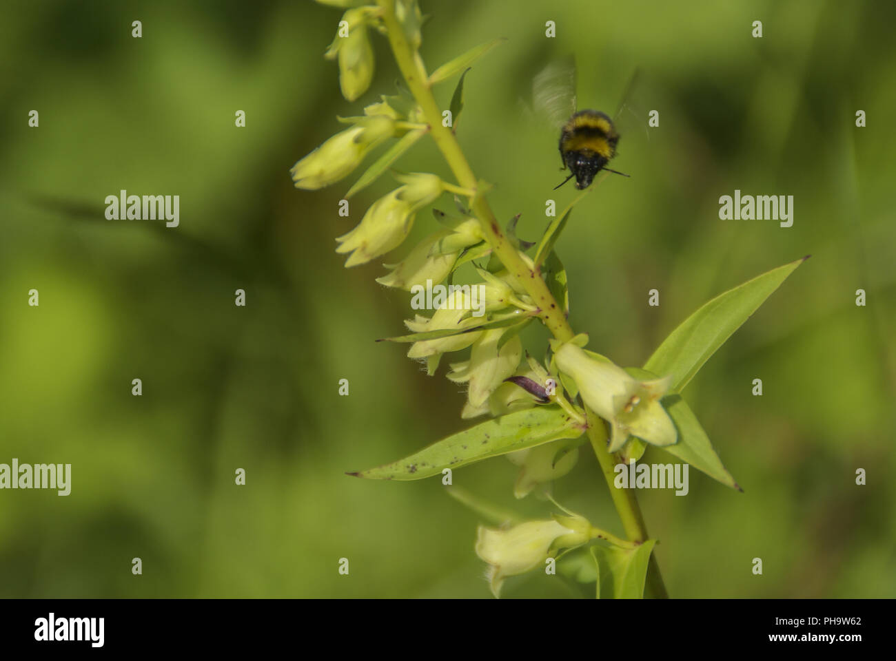 bumble bee visits yellow foxglove, Stuttgart-Vaihingen, Germany Stock Photo