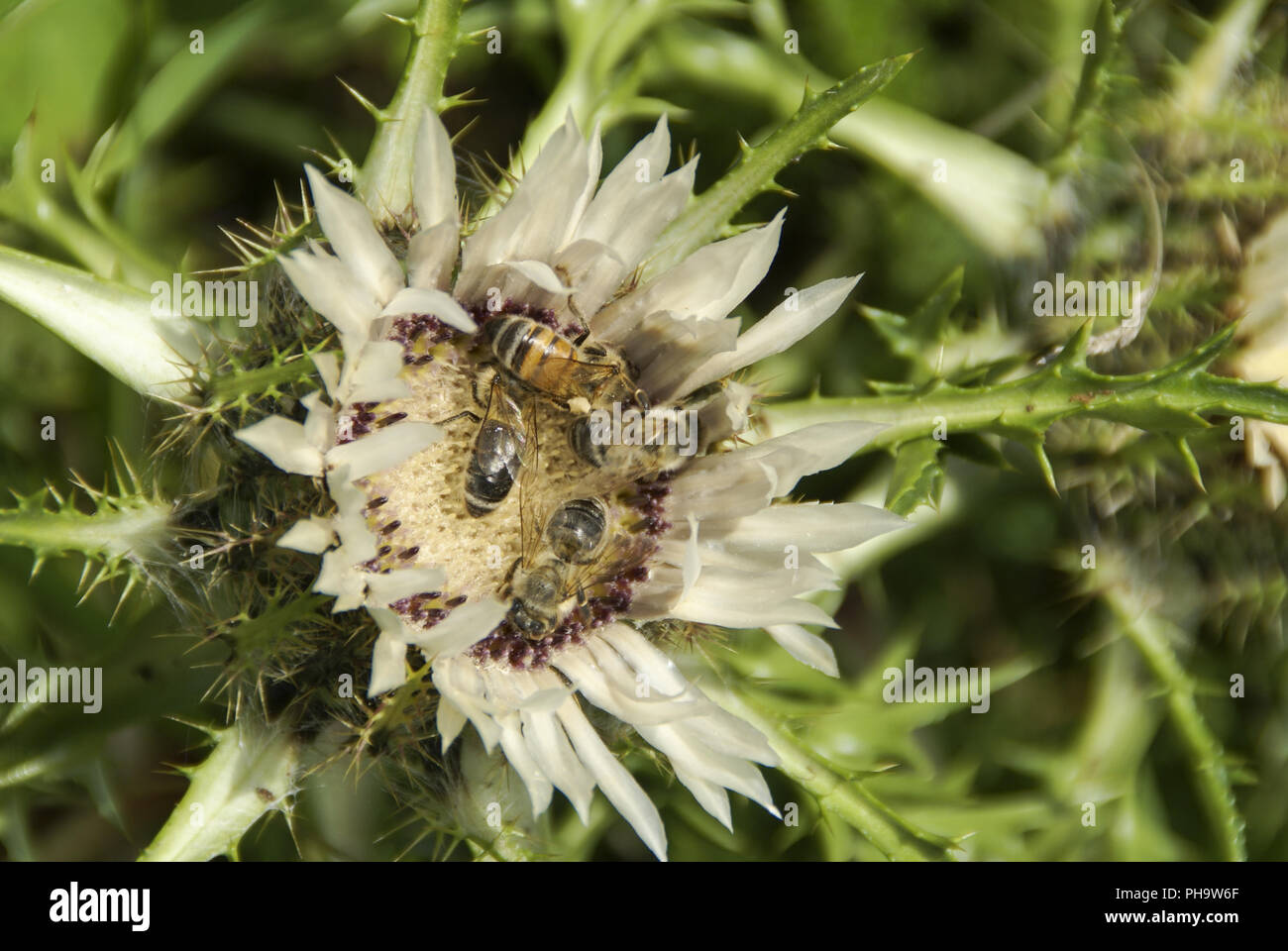 Bees sitting on silver thistle, Swabian Alps, Germany Stock Photo