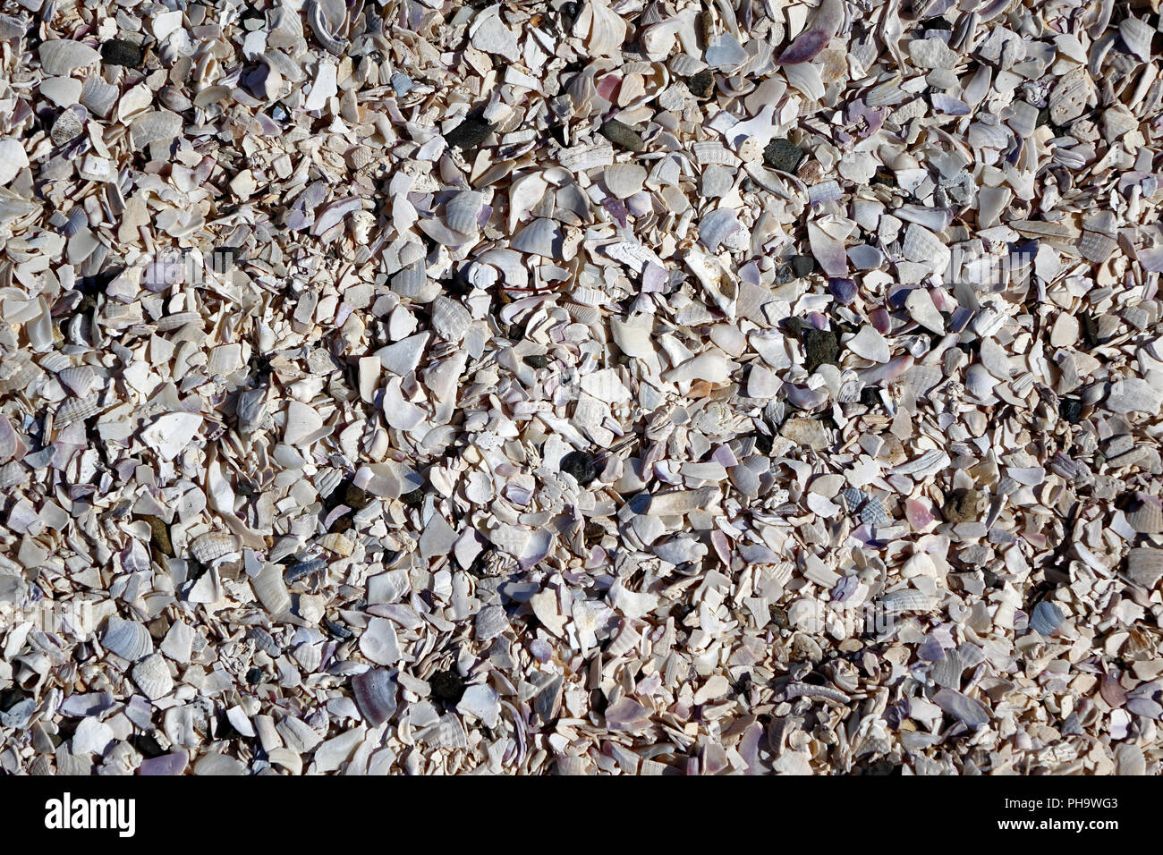 Walkway made of crushed sea shells Stock Photo - Alamy
