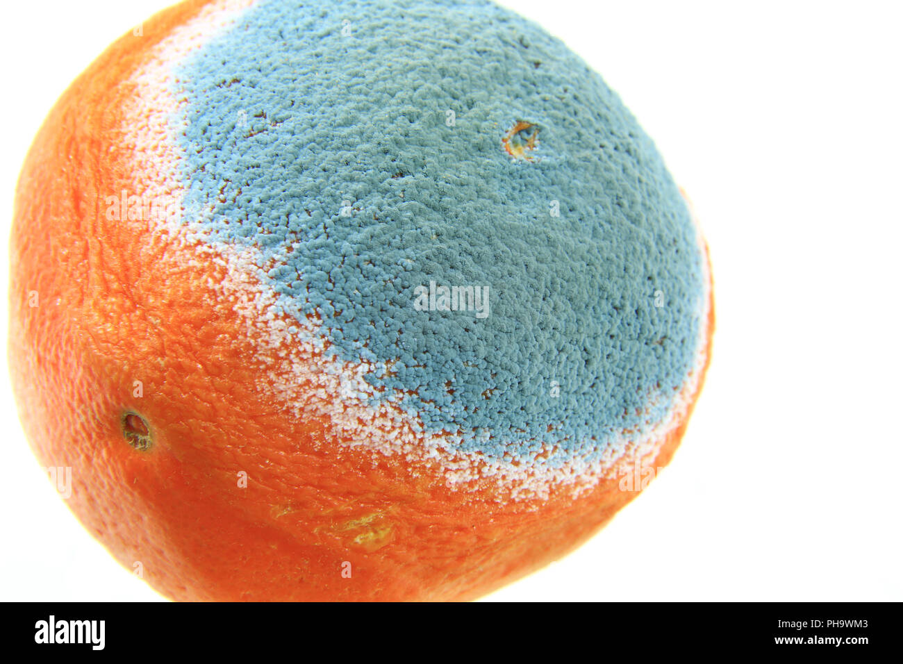 Mold on an orange Stock Photo
