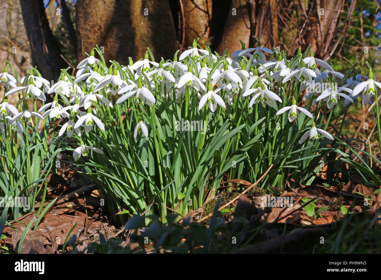 Snowdrops (Galanthus nivalis) Stock Photo