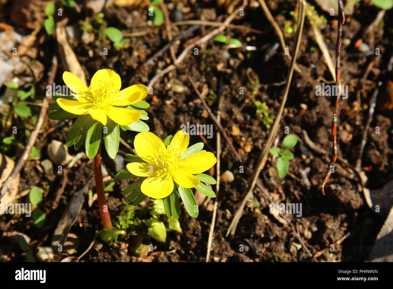 Winter aconite (Eranthis hyemalis) Stock Photo
