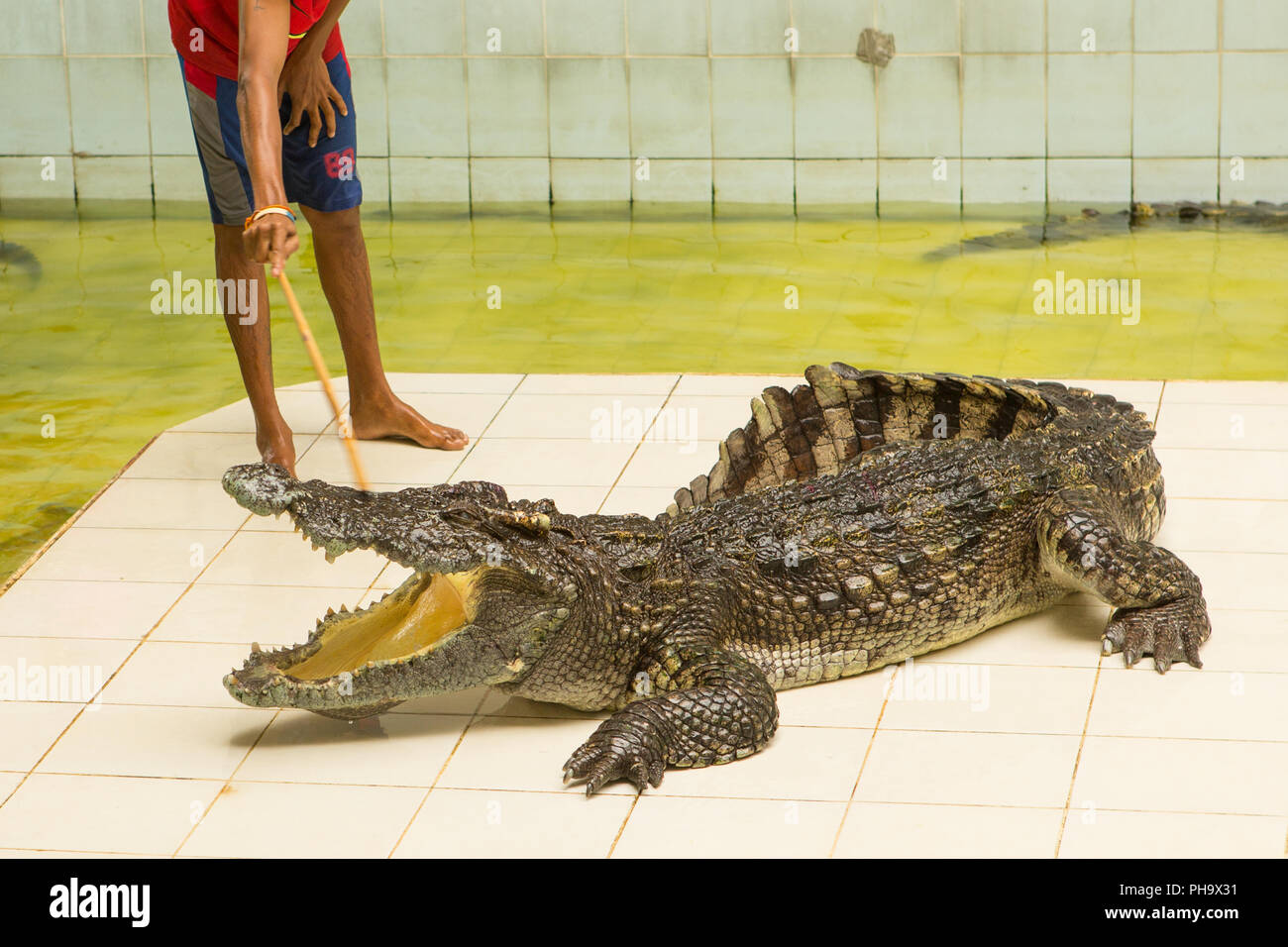 Deadly friendship of a man with a crocodile Deadly friendship of a man with a crocodile